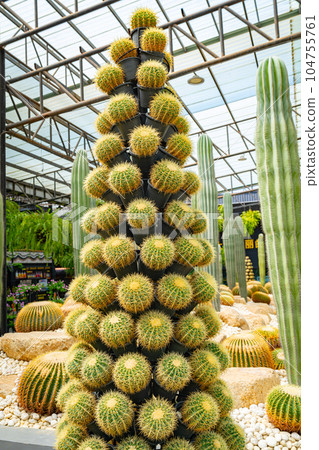 Cactus Garden in Nong Nooch Tropical Park 104755761