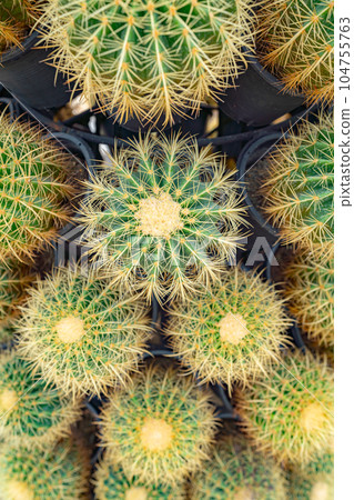 Cactus plant leaves pattern. Cactus plant leaves pattern. 104755763