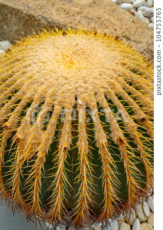 Cactus plant leaves pattern. 104755765