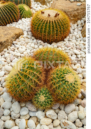 Cactus plant leaves pattern. 104755767