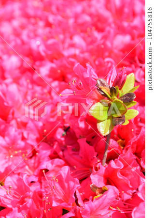 Azalea in full bloom 104755816