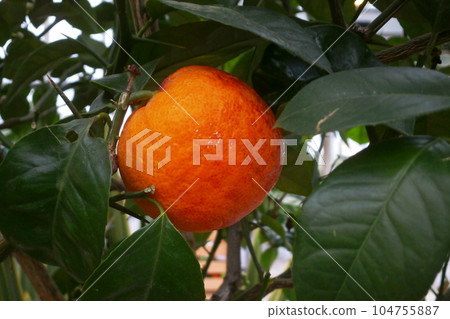 Close-up on an blood orange in a tree Close-up on an blood orange in a tree 104755887