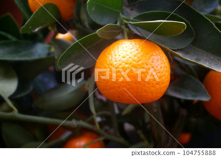 Close-up on calamondins in a tree Close-up on calamondins in a tree 104755888