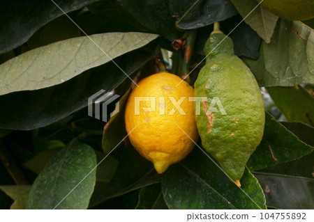 Close-up on a yellow and a green lemon in a tree Close-up on a yellow and a green lemon in a tree 104755892