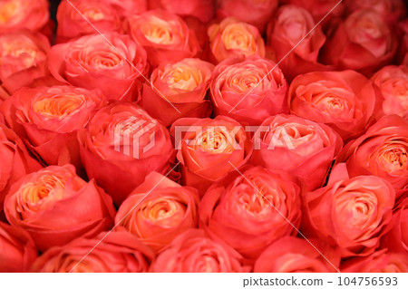 Beautiful fresh bright roses as background, closeup. Floral decor Beautiful fresh bright roses as background, closeup. Floral decor 104756593