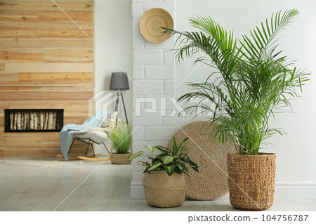 Houseplants in wicker pots on floor indoors. Interior design 104756787