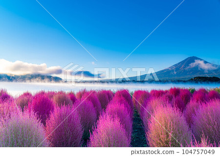 [Mount Fuji material] Kochia with autumn leaves and Mount Fuji seen from Lake Kawaguchi in the morning [Yamanashi Prefecture] 104757049
