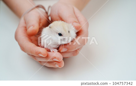 a small white with a red hamster in children's hands. 104757342