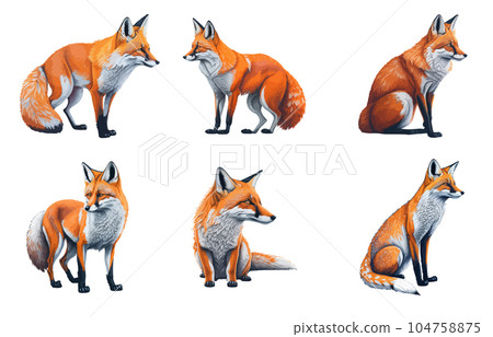 Fox in different poses. Vector set illustration realistic hand drawn watercolor. Fox in different poses. Vector set illustration realistic hand drawn watercolor. 104758875