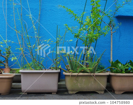 屋簷種植 屋簷種植 104758980