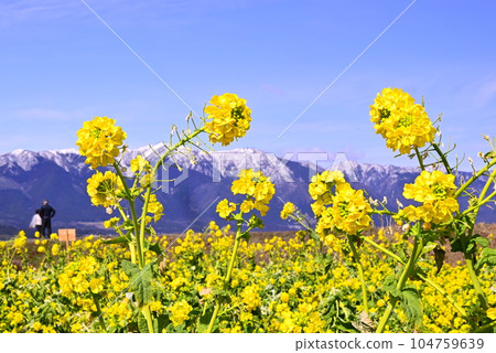 Mount Hiei and rape blossoms Mount Hiei and rape blossoms 104759639