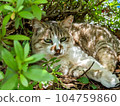 A stray cat relaxing in the shade 104759860
