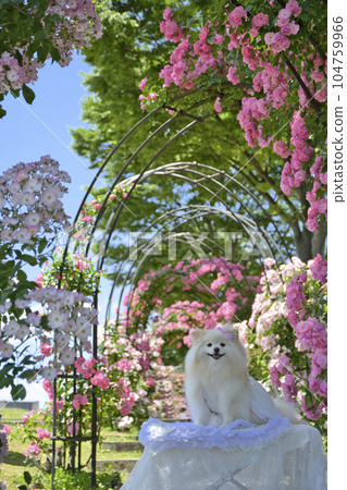 Kyoto Galleria Kameoka Rose Garden and Pets 104759966