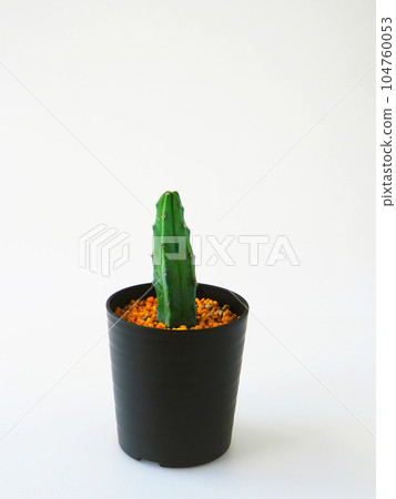 succulent plant cactus dragon god tree succulent plant cactus dragon god tree 104760053