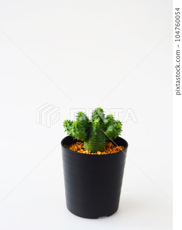 肉質植物,大戟 肉質植物,大戟 104760054