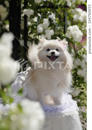 京都畫廊龜岡玫瑰園和寵物 京都畫廊龜岡玫瑰園和寵物 104760055