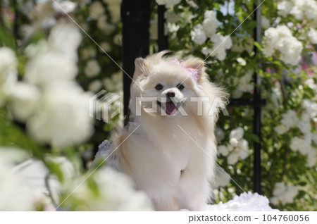 京都畫廊龜岡玫瑰園和寵物 104760056