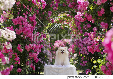 Kyoto Galleria Kameoka Rose Garden and Pets Kyoto Galleria Kameoka Rose Garden and Pets 104760059
