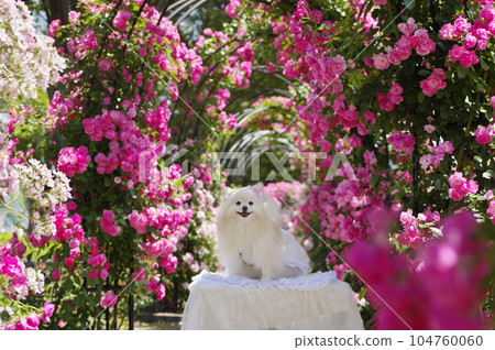 京都畫廊龜岡玫瑰園和寵物 104760060