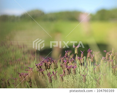 Lavender flowers at Aichi Greenery Center Lavender flowers at Aichi Greenery Center 104760169
