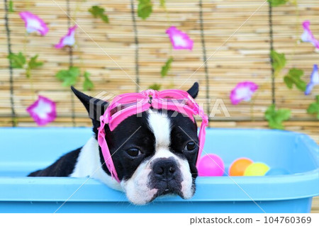 Mighty-kun, a Boston Terrier looking happy in the pool with the morning glories hanging on the blinds in the background♡ 104760369