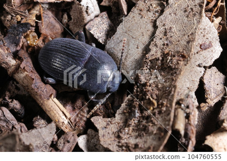 生物、昆蟲、甲蟲科的甲蟲。大小略小於一厘米。顏色很獨特 104760555