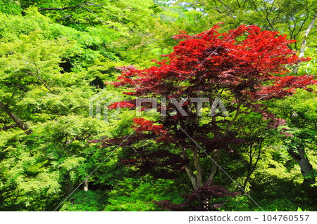正禮寺的春楓 104760557