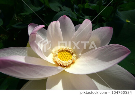 美麗綻放的蓮花(愛西市森川花蓮田) 美麗綻放的蓮花(愛西市森川花蓮田) 104760584