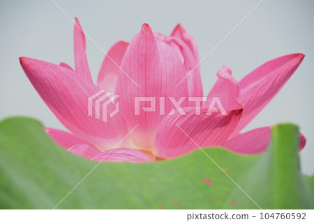 美麗綻放的蓮花(愛西市森川花蓮田) 美麗綻放的蓮花(愛西市森川花蓮田) 104760592