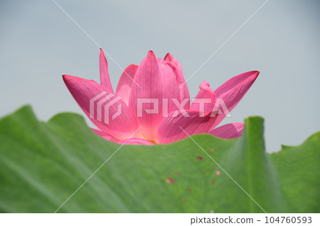 美麗綻放的蓮花(愛西市森川花蓮田) 美麗綻放的蓮花(愛西市森川花蓮田) 104760593