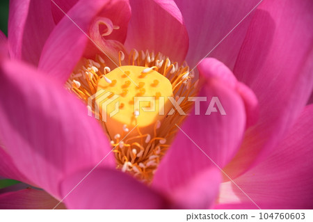 美麗綻放的蓮花（愛西市森川花蓮田） 104760603