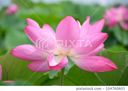 美麗綻放的蓮花(愛西市森川花蓮田) 美麗綻放的蓮花(愛西市森川花蓮田) 104760605