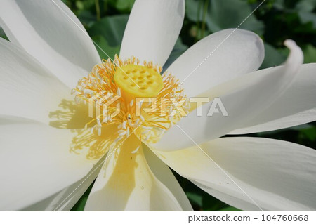 Beautifully blooming lotus flowers (Morikawa Hana Lotus Field, Aisai City) Beautifully blooming lotus flowers (Morikawa Hana Lotus Field, Aisai City) 104760668