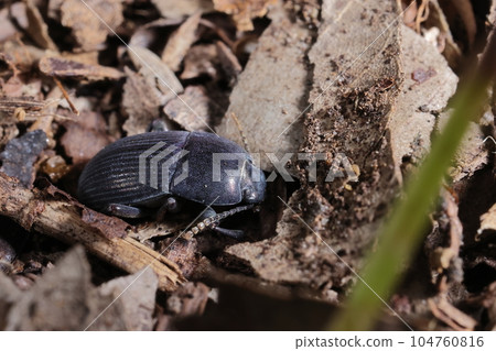 七月的生物、昆蟲、甲蟲和茂密的樹林。快速在森林地面上漫步並躲在落葉下。 104760816