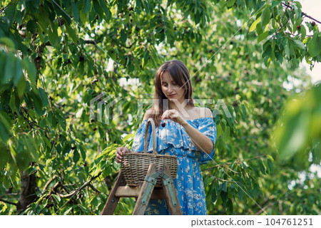 Mom and her daughter in the berry orchard harvesting red ripe cherries to the wicker basket. The joy of motherhood. Mom and her daughter in the berry orchard harvesting red ripe cherries to the wicker basket. The joy of motherhood. 104761251