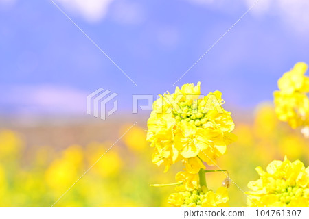 Spring flowers, rape blossoms Spring flowers, rape blossoms 104761307