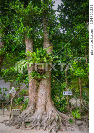 Okinawa Bise Fukugi Namiki Okinawa Bise Fukugi Namiki 104761321