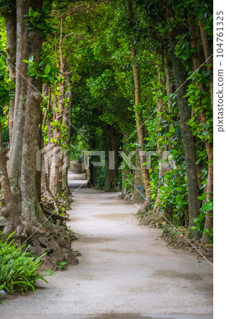 Okinawa Bise Fukugi Namiki 104761325