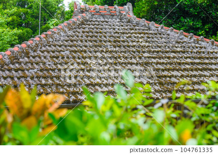 Okinawa Bise Fukugi Namiki 104761335