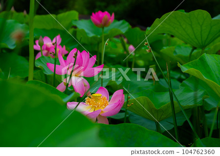 蓮花 104762360