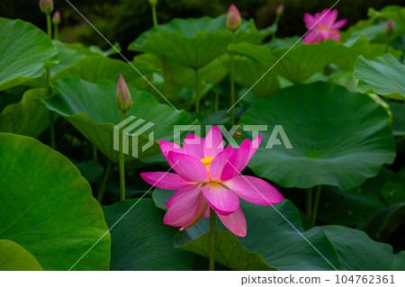 蓮花 104762361