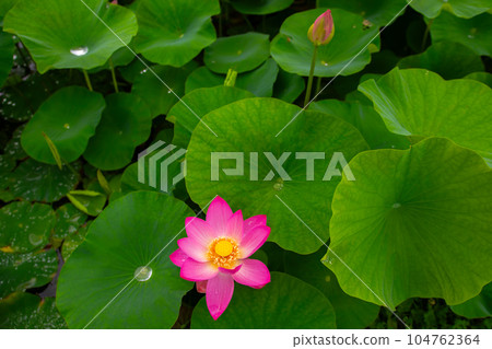 蓮花 蓮花 104762364