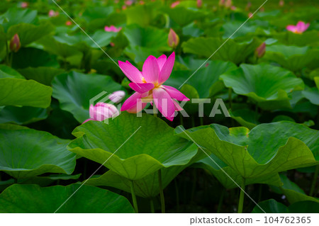 蓮花 蓮花 104762365