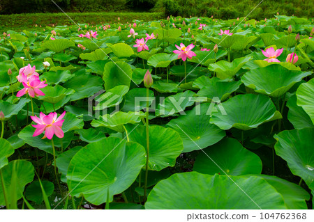 Lotus Lotus 104762368