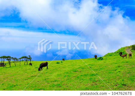 Cow of Hachijojima Fureai ranch Cow of Hachijojima Fureai ranch 104762678