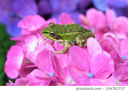 Pink hydrangea and frog Pink hydrangea and frog 104762727
