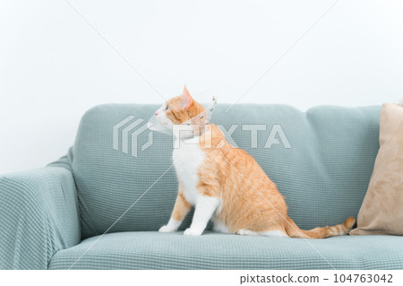 家裡有一隻伊麗莎白項圈的貓 104763042