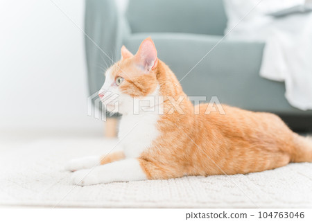 貓和主人在房間的地毯上放鬆（地暖） 104763046