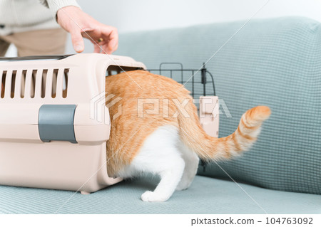 A man who puts a cat in a carrier bag (outpatient) 104763092