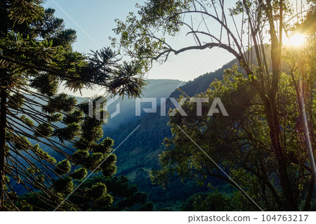 Tree crowns of Araucaria, aka Araucaria angustifolia, in forest of southern Brazil 104763217